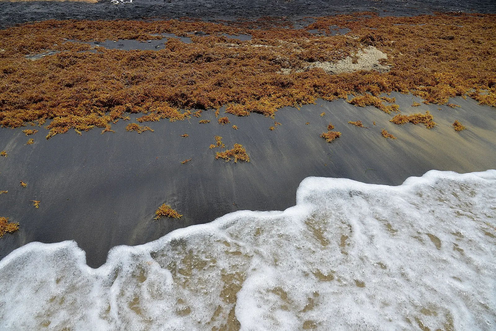 Sargassum in Punta Cana: What You Can Actually Plan For