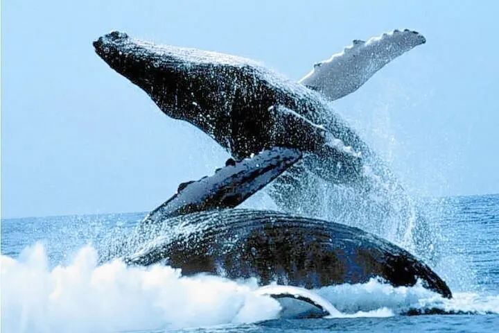 Samaná Whale Watching from Punta Cana: Is the Long Day Worth It?