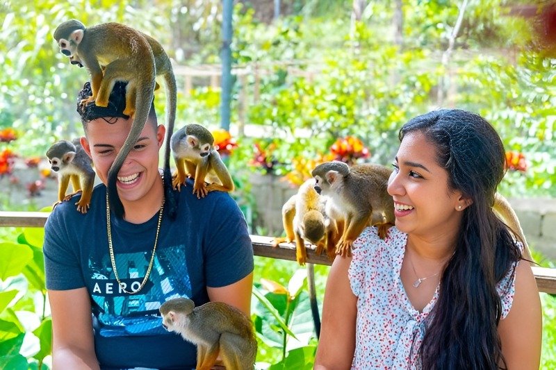 Monkey-Land-image